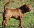 Shar-pei