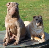 Shar-pei