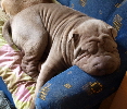 Shar-pei