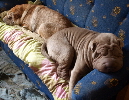 Shar-pei