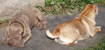 Shar-pei