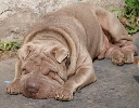 Shar-pei