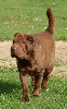 Shar-pei