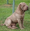 Shar-pei