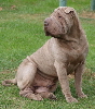 Shar-pei