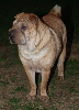 Shar-pei