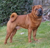 Shar-pei