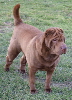 Shar-pei