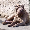 Shar-pei