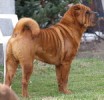 Shar-pei