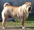 Shar-pei