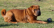 Shar-pei