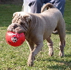 Shar-pei