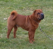 Shar-pei