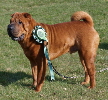 Shar-pei