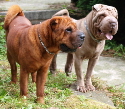 Shar-pei