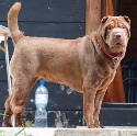 Shar-pei