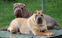 Shar-pei