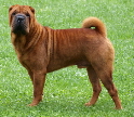 Shar-pei