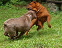 Shar-pei