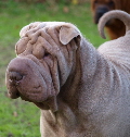 Shar-pei