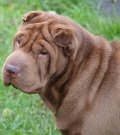 Shar-pei