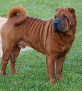 Shar-pei