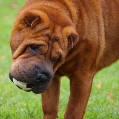 Shar-pei