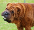 Shar-pei