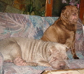 Shar-pei