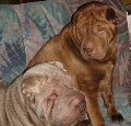 Shar-pei