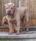 Shar-pei