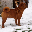 Shar-pei