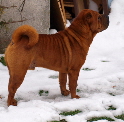 Shar-pei