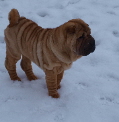 Shar-pei