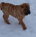 Shar-pei