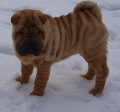 Shar-pei