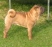 Shar-pei