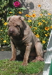 Shar-pei