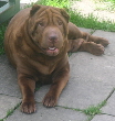 Shar-pei