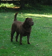 Shar-pei