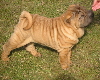 Shar-pei