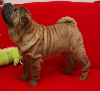 Shar-pei