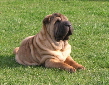 Shar-pei