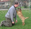 Shar-pei