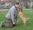 Shar-pei