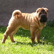 Shar-pei