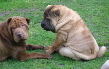 Shar-pei