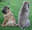 Shar-pei