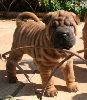 Shar-pei